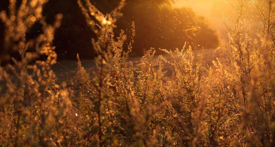 Ayudas subvenciones autónomos 2026 SEPE bonificaciones comunidades