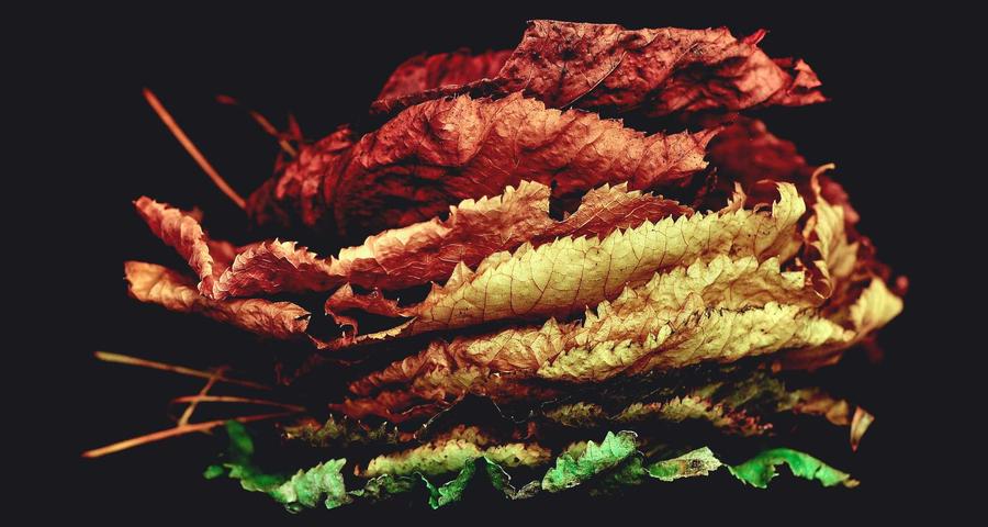 Inspección Hacienda autónomo derechos cómo actuar actuaciones